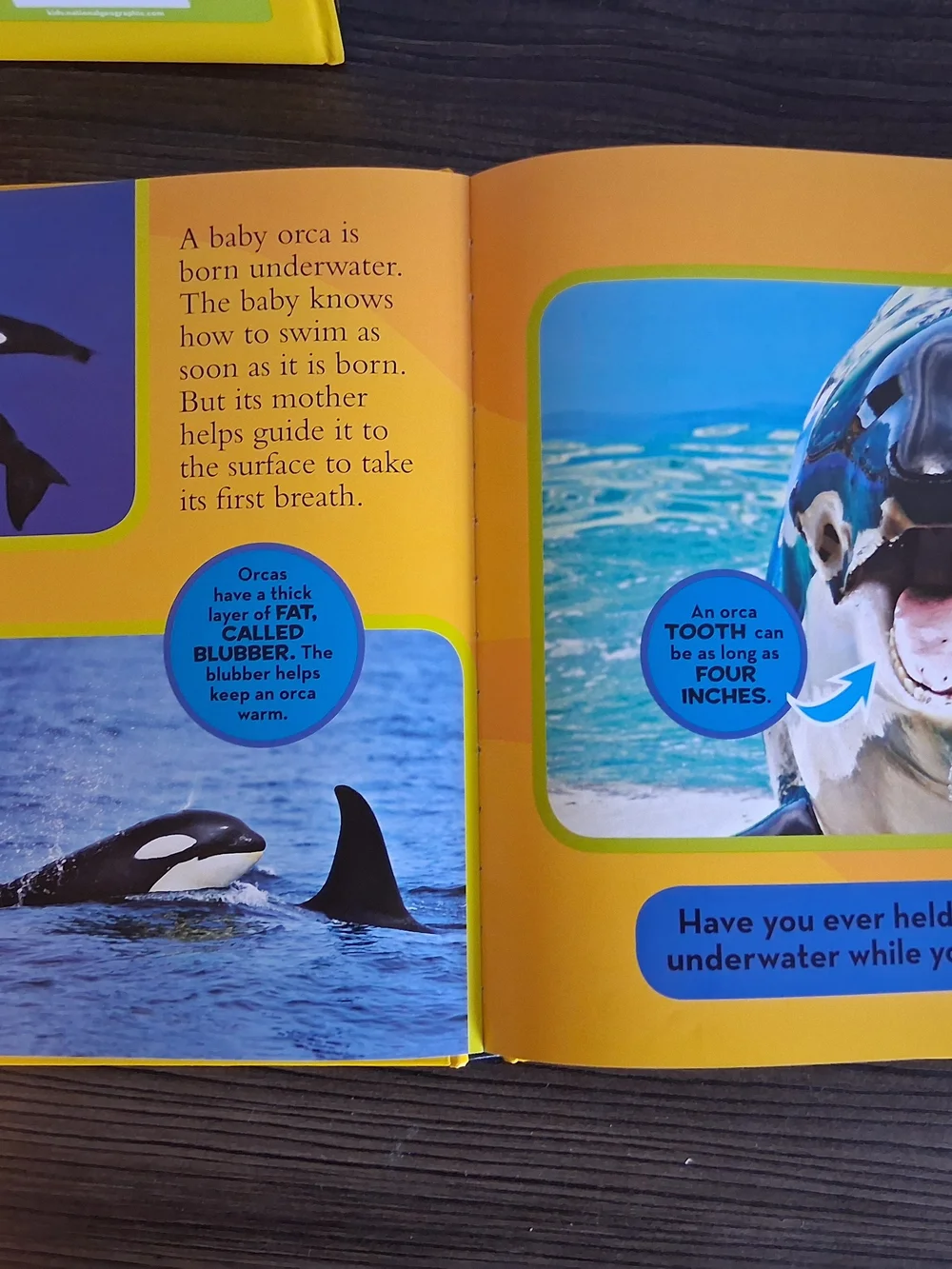 National Geographic Yellow Clownfish Board Book - Little Kids First Big Book